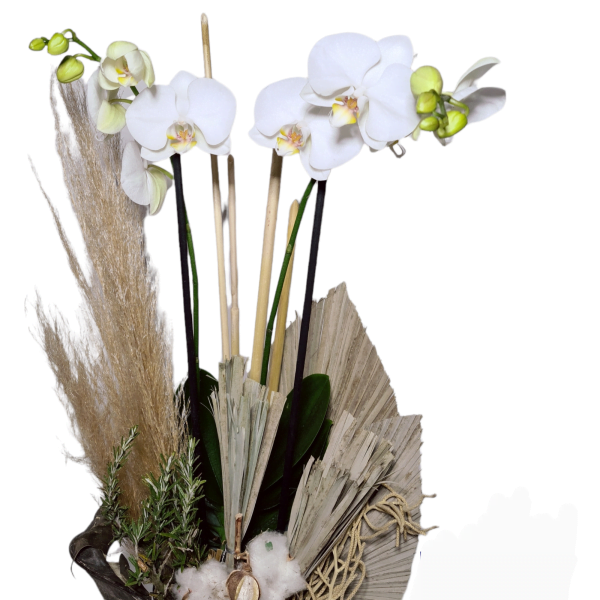 Maceta de orquideas phalaenopsis blancas 4