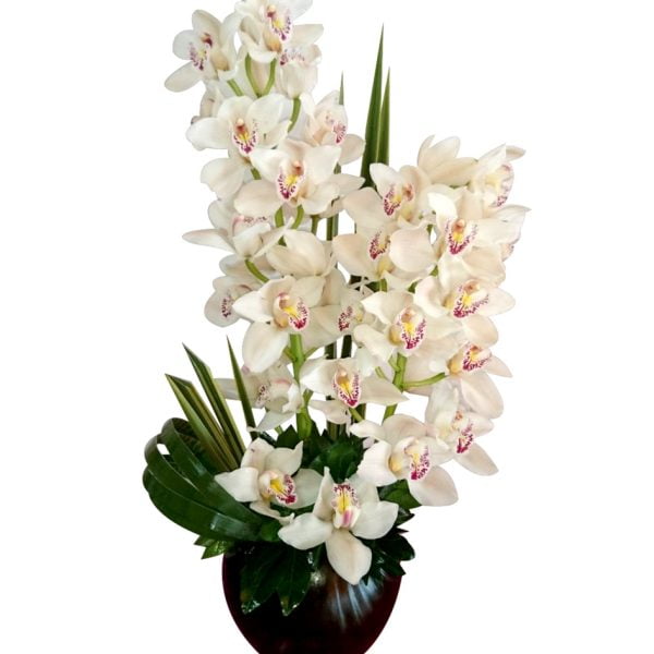 Categoría: Arreglos de orquídeas - Son Flores | Flores a domicilio