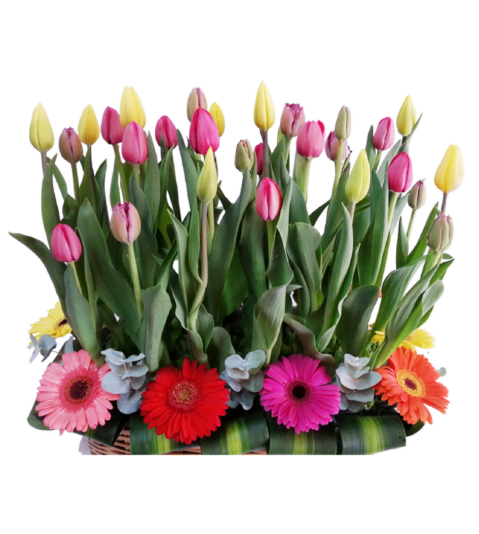 Arreglo de tulipanes de colores - Son Flores | Flores a domicilio