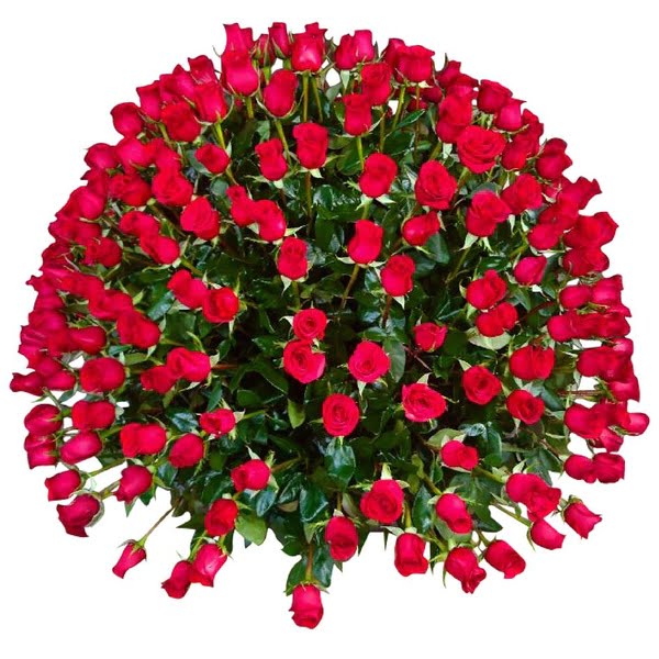 Arreglo floral de 300 rosas rojas - Son Flores | Flores a domicilio